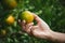 Close up of gardener hand holding an orange and checking quality of orange in the oranges field garden