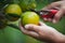 Close up of gardener hand picking an orange with scissor in the oranges field garden