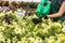 Close up of gardener hand wearing gloves  collecting flowers in industrial hothouse