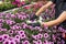 close up of gardener hand wearing gloves collecting flowers in industrial hothouse