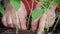 Close Up Of Gardener Hands Stirring Soil In Seedlings Of Plant