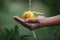 Close up of gardener holding and washing oranges in hand with water droplet and water splash in the oranges field garden