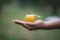 Close up of gardener holding and washing oranges in hand with water droplet and wet hand in the oranges field garden