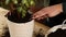 Close up Gardener putting fibre soil by hands, transplant plant Crassula into new pot at home