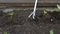 Close up gardener removes weeds from garden with hoe, loosens bed of seedlings