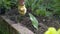 Close up gardener removes weeds from garden with rake, loosens bed of seedlings