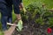 Close up gardener removes weeds from garden with rake, loosens bed of seedlings