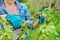 Close-up of gardener& x27;s hands in gloves doing spring pruning of black currant bush