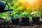 Close-up of gardener with a watering can watering young seedlings in soil outdoor