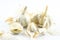 Close up garlic peels and cloves on a white background
