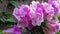 Close up Garlic vine, pink-purple flowers in full bloom, Grow it on the wall to decorate a colorful fence