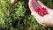 Close up of gathering cowberries from green brunches