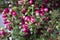 Close-up of gaultheria, pink berries, garden cranberries