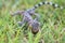 Close up gecko on lawn, many orange color dots spread on blue sk