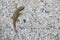 A close up gecko reptile climbing a wall