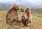 Close up of Gelada monkey family