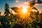 close-up of genetically modified crops, with the sun shining behind