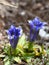 Close-up with gentiana acaulis