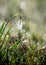 Close up of gentle fragile snowdrop galanthus isolated in the forest wilderness raindrops white flower