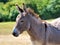 Close-up of a Gentle Grey Donkey