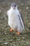 Close up of Gentoo penguin chick running, Aitcho Islands, South Shetland Islands, Antarctica