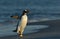 Close-up of a Gentoo penguin coming ashore