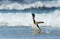 Close up of a Gentoo penguin coming ashore from stormy waters