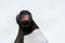 Close up of Gentoo Penguin with look of intense focus, Paradise Harbor, Antarctica