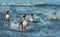 Close up of Gentoo penguins diving in water