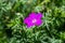 Close up of Geranium dissectum - Cut-leaved