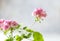 Close up Geranium or pelargonium flowers