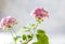 Close up Geranium or pelargonium flowers