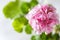 Close up Geranium or pelargonium flowers