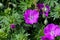 Close up on Geranium renardii flower and green leafs