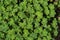 Close up on Geranium renardii green leafs