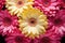 close up of Gerbera bouquet flower