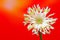 Close up of gerbera daisy flower with curly petals against red orange background