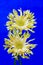 Close up of gerbera daisy flowers with curly petals against blue background