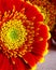 Close up gerbera flower on a table. Women`s Day. Holiday cocept.