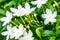 Close up Gerdenia Crape Jasmine Gardenia jasminoides, white flowers