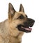 Close-up of German Shepherd, 9 years old