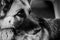Close-up of german shepherd dog face. Pets portrait. Black and white natural portrait