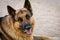 Close-up of german shepherd dog face. Pets portrait. Outdoor natural portrait