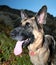 Close up of a German Shepherd Dog with red tounge. GDS with traditional colors