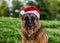 Close-up of a German shepherd dog touched with a papa noel hat