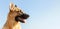 Close-up of a german shepherd looking out over beautiful sky on a sunny day. Panorama banner with copy space for your advertising