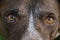 Close Up of German Short-haired Pointer Dog Eyes