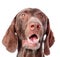 Close-up German Shorthaired Pointer in front.