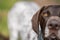 close up of a german shorthaired pointer pedigree purebred looking at the camera. gsp puppy dog