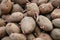 Close up on germinating potato tubes, potato tubers in the heap.